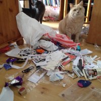 точно-точно.. коты такого не могут!