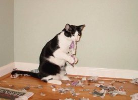 точно-точно.. коты такого не могут!