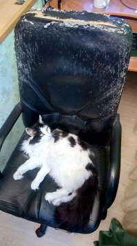 Да, кошка никогда не раздерет в хлам спинку любимого кресла