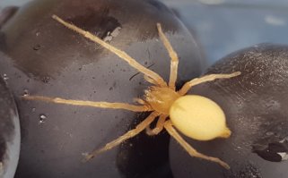 Вот мой случай: купил виноград из Мексики с бонусом. как только этот зверь выполз аппетит сразу же пропал. кто-нибудь знает что это за паук?