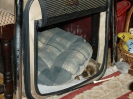 Что не так с моей собакой?