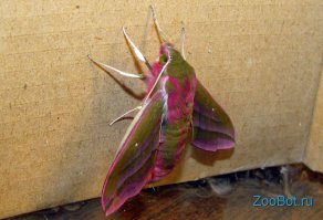 Обычный винный бражник.
Никто не эволюционировал в Подмосковье в эту бабочку: этот вид бабочек в Центральной России жил всегда.