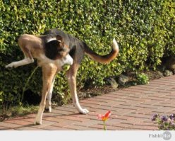 Что не так с моей собакой?