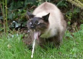 7 безумно вкусных бутербродов на каждый день недели