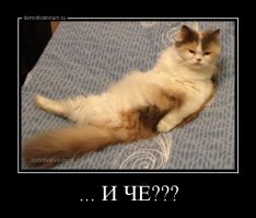 17 открыток с отборным юмором