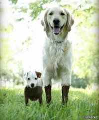 29 собак, пойманных на месте преступления