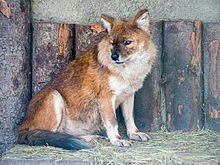 Красный волк в московском зоопарке. А аниме Spice and Wolf, так что на лису не катит)
