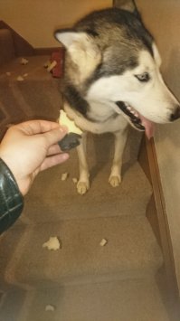 29 собак, пойманных на месте преступления