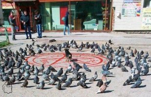 Подборка забавных собакенов