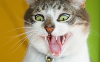 15 советов тем, кто любит пользоваться фольгой