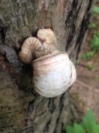 Улитки - самые обычные виноградные,  живучие твари, так же, как и экзотические ахатины. В Краснодаре был недавно, так виноградные там под ногами сотнями ползают. А это в Химках снято, точнее в Химкинском лесопарке, что внутри МКАД находится, на севере Москвы