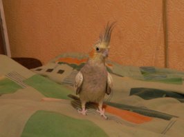 Согласен. У них очень мощный клюв. Мне моя сумела ноготь прокусить. 
Вот она:) 
Но мой первый попугай был очень добрый. Жаль что он погиб 10 лет назад =((