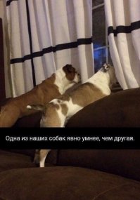 Тут, скорее, одна собака немного везучее, чем другая)