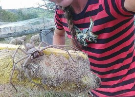 Ну и что, что зимой -35 бывает временами? Я лучше вторые подштанники надену, зато точно буду знать, что в них не заползло это чудовище.