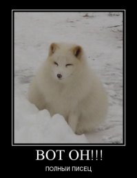 17 открыток с отборным юмором