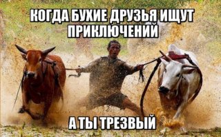 Экзотика из Индонезии - коровьи бега!
