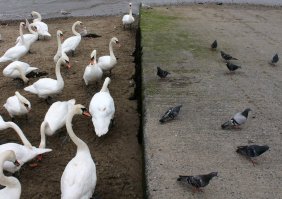 какая же это дискриминация? получается что чёрные в городе, а нормальные белые на задворках. - непорядок!