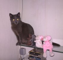 Вот фотка, правда "до", но повадки все те же :)