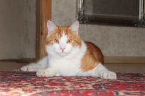 Наш пэнцик - Шурик.