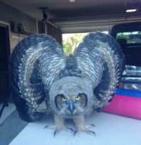 50 самых прекрасных снимков сов всех времен и народов 