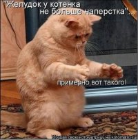 Любовь россиян к кошкам оказалась самой большой в мире