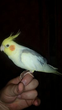 Вот мой птиц :)