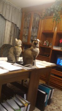 Любовь россиян к кошкам оказалась самой большой в мире