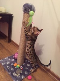 Любовь россиян к кошкам оказалась самой большой в мире