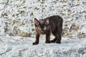 Наш последний подобрыш тоже подрастает. Чернышом назвали.