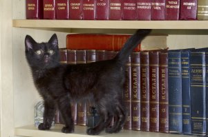 Наш последний подобрыш тоже подрастает. Чернышом назвали.