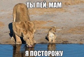 Сыну лет 11 было.В ТЦ привязался какой-то мужик.Ну я пыталась как-то от него отмазаться и тут сын выдает:
-Чё те надо,козёл?Мою мамку е@т только мой папка!
Ох....ела не только я,но и мужик.Конечно были звезду ли дома ,и ржание мужа.