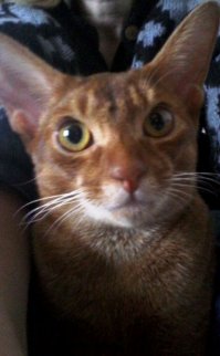 А это мой котейка