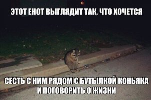 Эти милые-милые еноты. Читать обязательно, если енот-полоскун - животное вашей мечты!