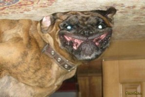 25 доказательств того, что хаски - лучшая порода собак!