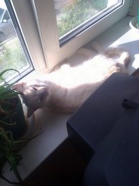 Наш подобранный представитель уличной шпаны. Дюже вредный и шкодливый.