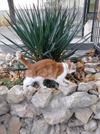 Мой кот и кот тёщи