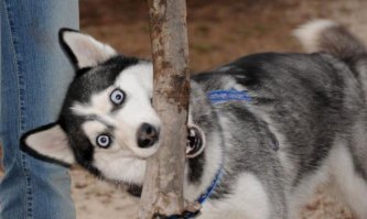 25 доказательств того, что хаски - лучшая порода собак!