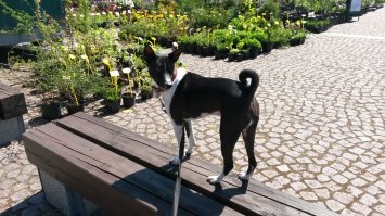 Вроде - басенджи, безголосая африканская кустарниковая собака,  очень сообразительное существо - ты еще собираешься на кухню, а он уже дежурит у холодильника