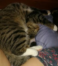 А наш котейка походу во сне пополам сломался :)