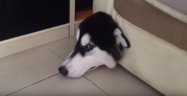 Не знаю как насчет самой лучшей, но самая смешная - это точно)