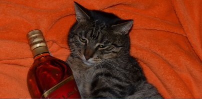 Мой любимый кошкарий