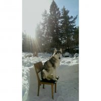 25 доказательств того, что хаски - лучшая порода собак!