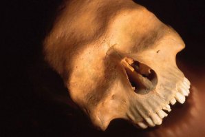 Череп работника миссии ОБСЕ в Донбассе