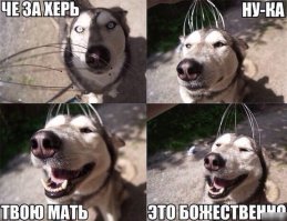 25 доказательств того, что хаски - лучшая порода собак!