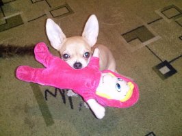 пока не завёл себе чихуашку (для жены) тоже относился к ним мягко говоря без симпатии. сейчас же это лучшие собаки для меня. с детства в доме были собаки. до чихуа был дог. и каждая собака была для меня лучше чем любая другая. Чихуашки как дети.  долго всё рассказывать. может Вы просто не любите животных? Бывает...