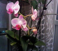 Наконец она зацвела...