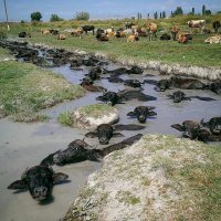 Топлёное молоко