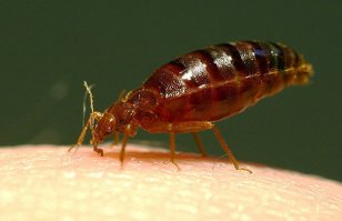 Воровать плохо, все знают. Морально-этические нормы нам не чужды. Но автор этой статьи пошел дальше, и показал свое лицо. То самое, что я и высмеял.
--
Данная статья имеет все признаки заказа, человека мешают с грязью, называют её воровкой, аферистом и т.д. когда по существу совсем другие определения.
Ст. 146 УК РФ - нарушение авторских прав.
Присвоение авторства (плагиат), если это деяние причинило крупный ущерб автору или иному правообладателю. Ущерб, который может быть признан судом крупным, в законе не указан, суды при его установлении должны исходить из обстоятельств каждого конкретного дела.
Упаковка новых карт ТАРО стоит 250 рублей. Хотя есть и по 90.
--
Вывод - художнику в суде явно не светит, доказать супер-заработок невозможно, вот он и пытается испортить жизнь как может, потому что вредный вонючий клоп.
--
Это пруф про цены

--
И сидя на ворованной винде с запущенной программой торрента не киздите о святой интеллектуальной собственности.