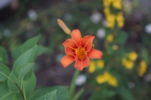 Приятно встретить соневода. Тоже вчера с "пивной банкой" погулял. На 77м2 снимаю.