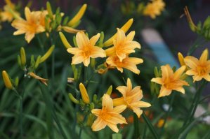 Приятно встретить соневода. Тоже вчера с "пивной банкой" погулял. На 77м2 снимаю.